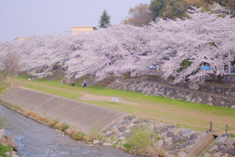 DSCF6498