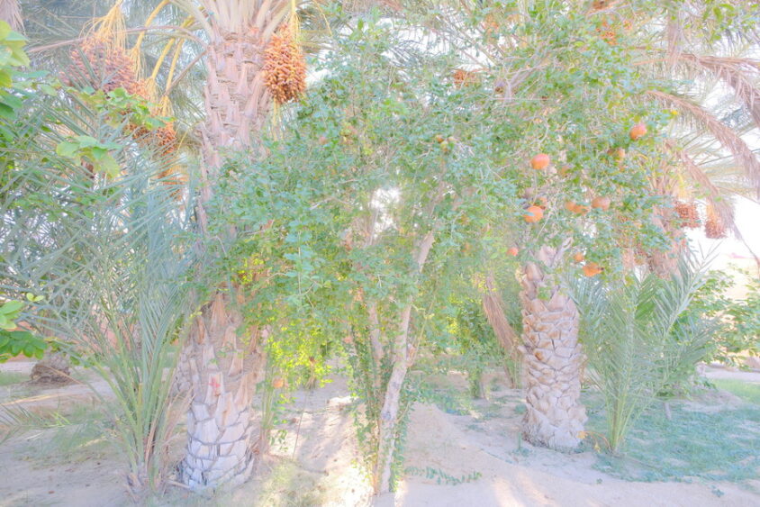 DSCF2500